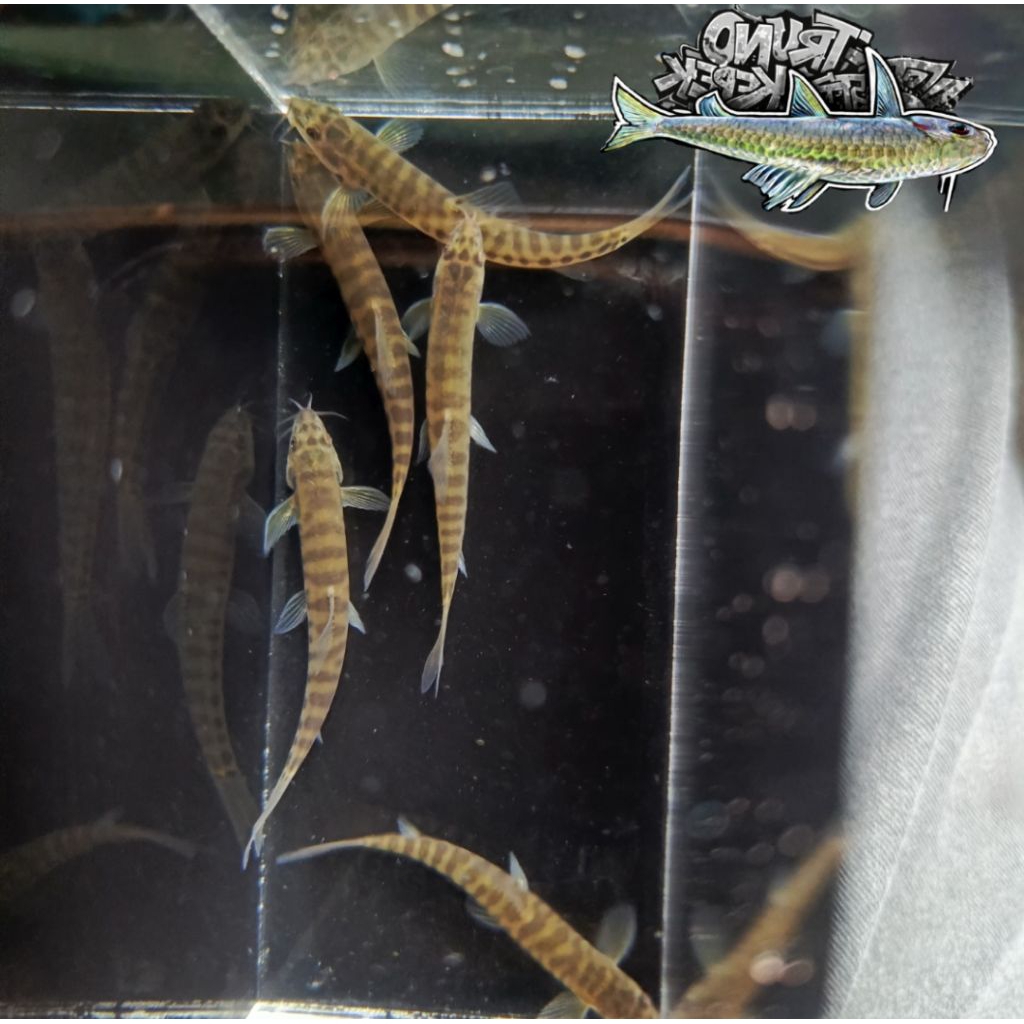 Jual IKAN UCENG/JELER/BARRED LOACH(Nemacheilus fasciatus) | Shopee ...