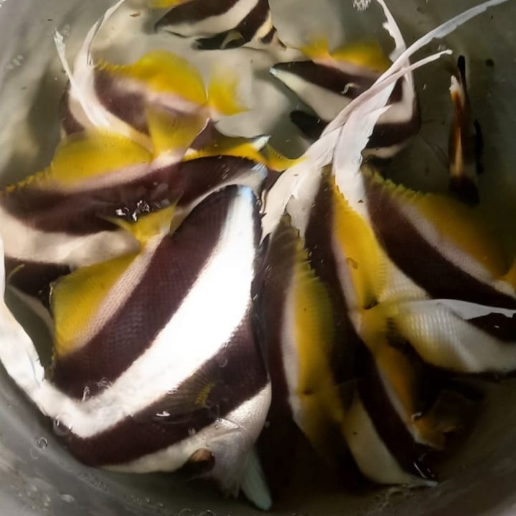 Jual Ikan Layaran Terlengkap & Harga Terbaru Juli 2026 | Shopee Indonesia