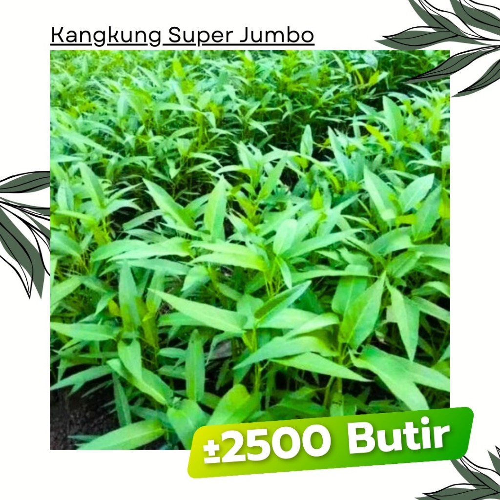 2500 Butir - Benih Kangkung SUPER JUMBO Garuda Seed Bibit Sayuran Tanaman Daun Lebar