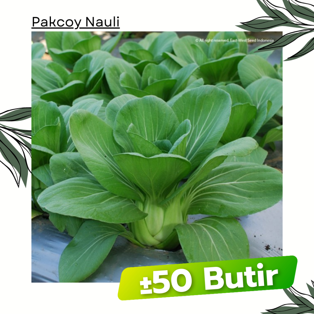 ±50 Butir - Benih PAK CHOY NAULI F1 Cap Panah Merah Pakcoy Bibit Sayuran Daun Lebar