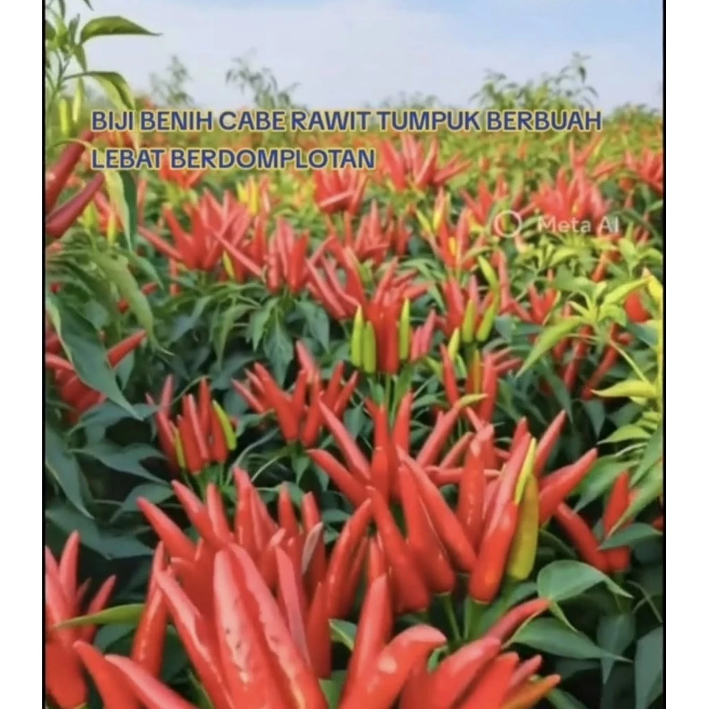 Hasil panen cabe rawit merah Mahkota Tumpuk Gerombol