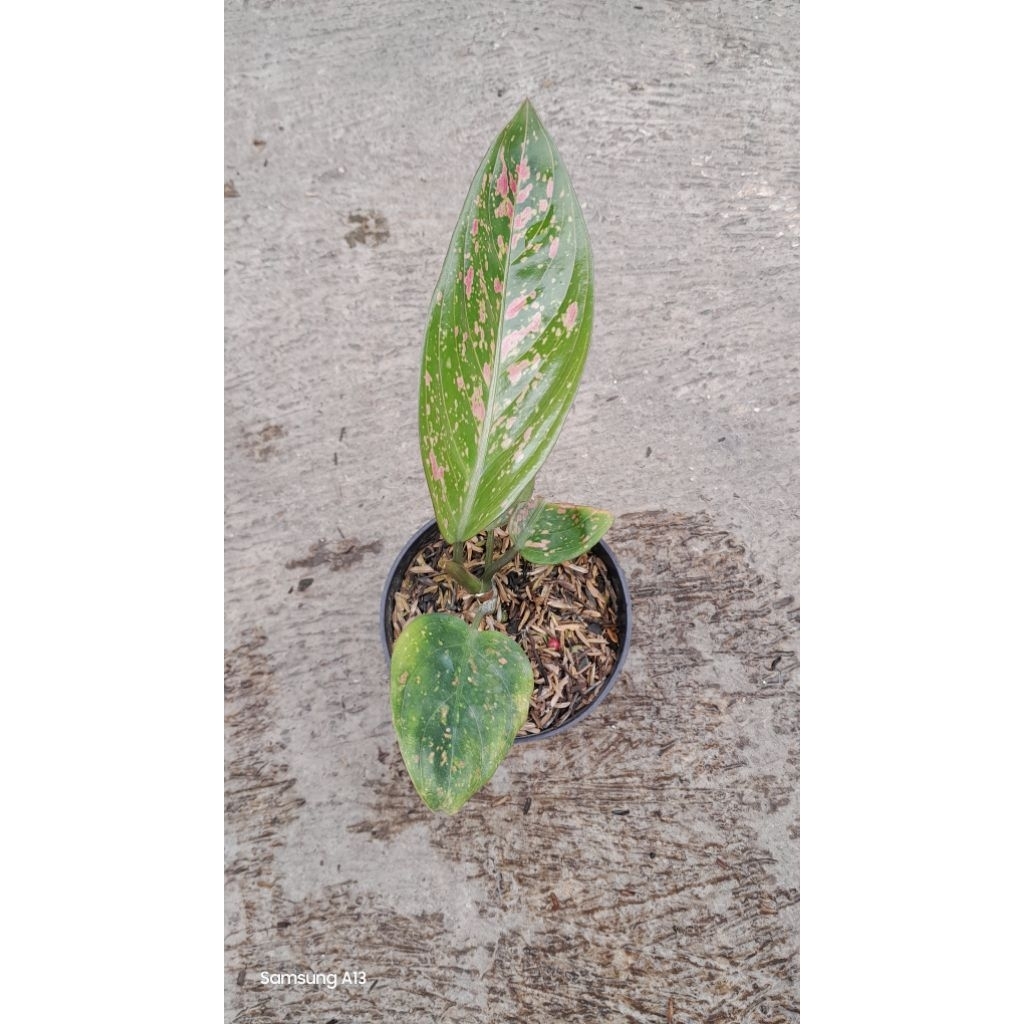 Jual Aglonema Ruby Wayang (Remaja Daun 4) (1) | Shopee Indonesia