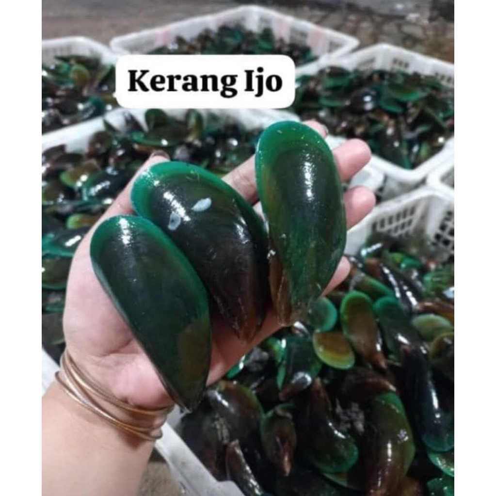 Jual Kerang hijau (ijo) | Shopee Indonesia