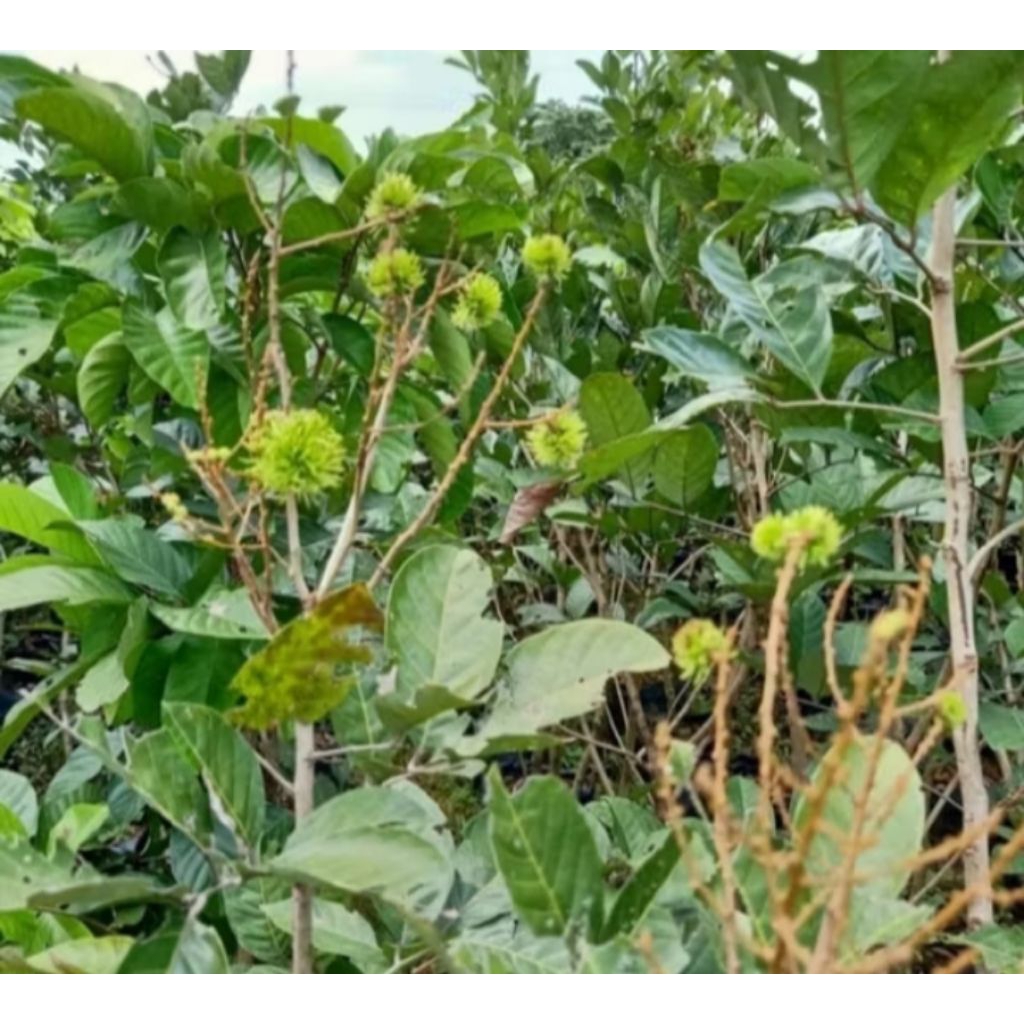Jual Tanaman Rambutan rapiah tinggi 2 meter daun/pohon Rambutan rapiah ...