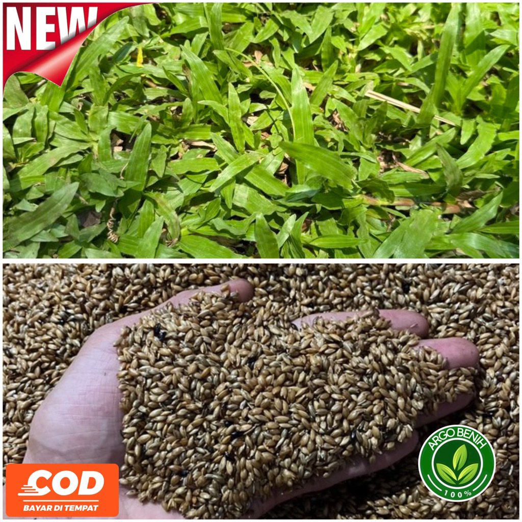 Jual Promo!!! benih bibit biji rumput gajah mini 100gram | Shopee Indonesia