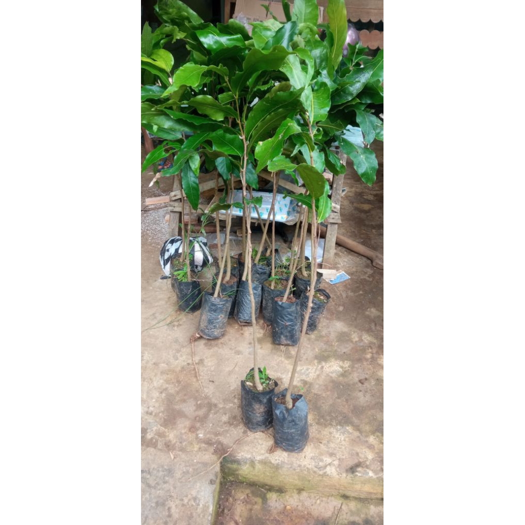 Jual bibit gayam satu paket isi 3 pohon | Shopee Indonesia