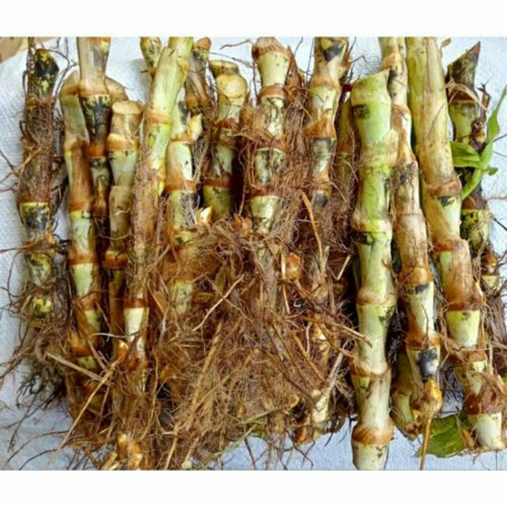 Jual bibit Rumput Odot Super dan Mantap 1 kg | Shopee Indonesia