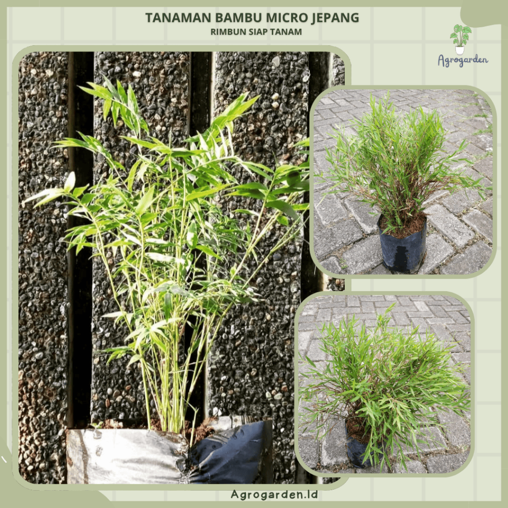 Jual Tanaman Bambu Micro Jepang / Bambu Mini Jepang / Bambu Mikro ...