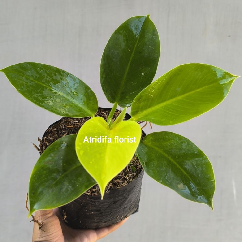 Jual Philodendron Moonlight - tanaman hias philo munlight kuning ...
