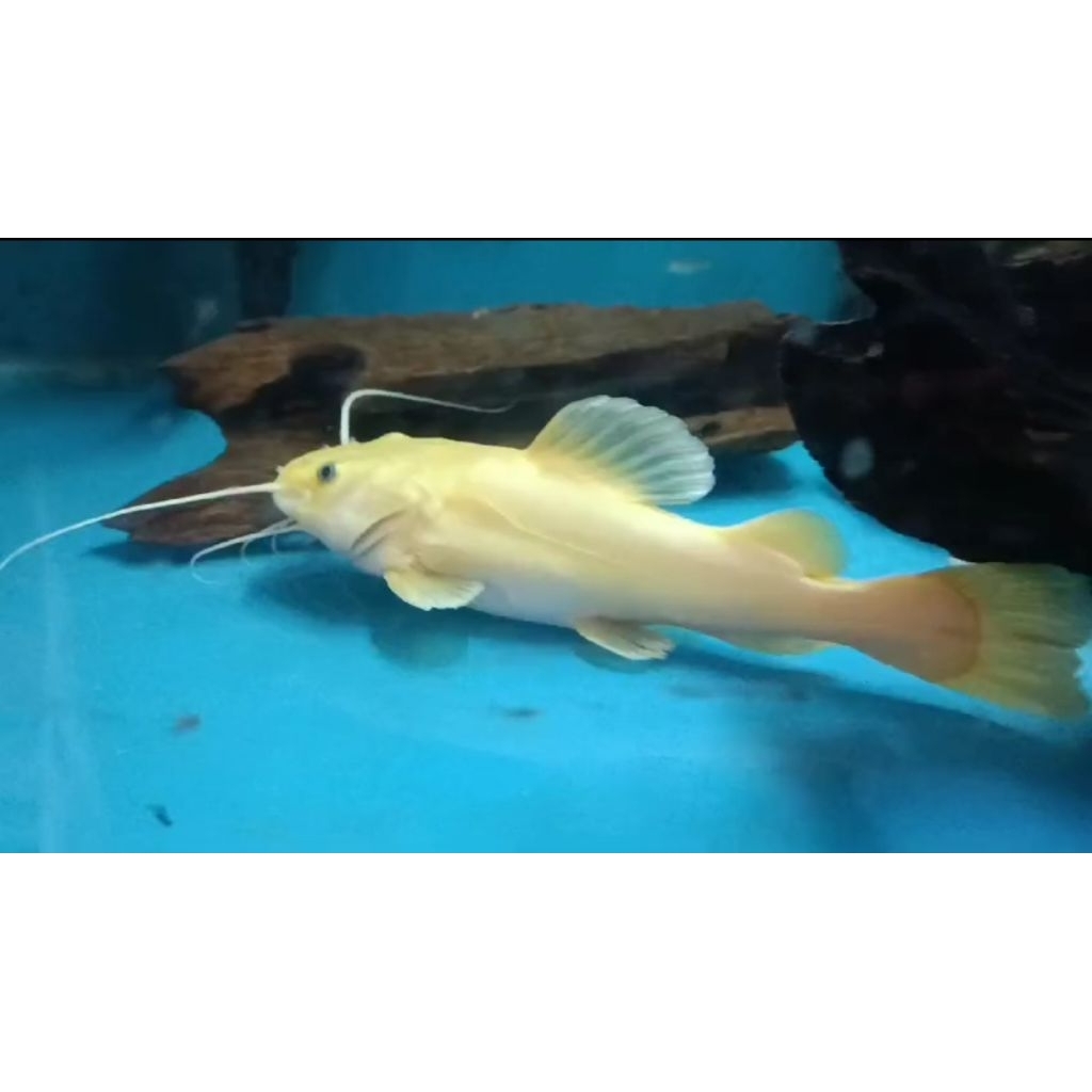 Jual Ikan Lele RTC phantom 28-30cm | Shopee Indonesia