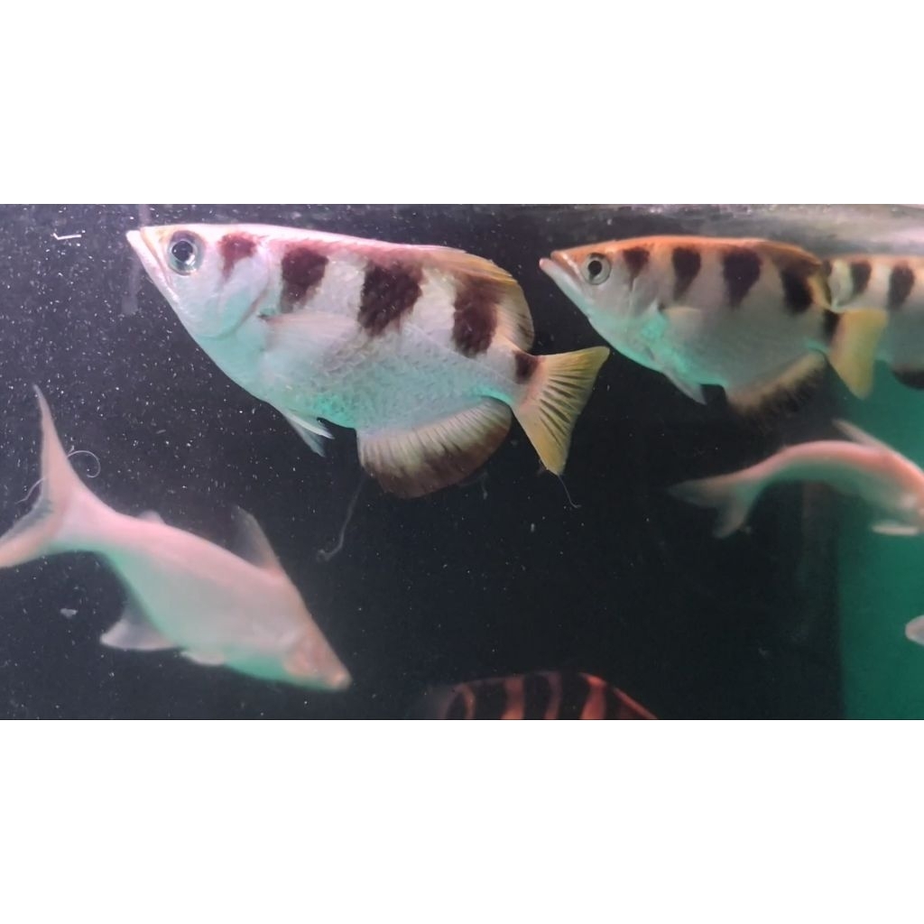 Jual Ikan archer fish pemanah sumpit ±17cm | Shopee Indonesia