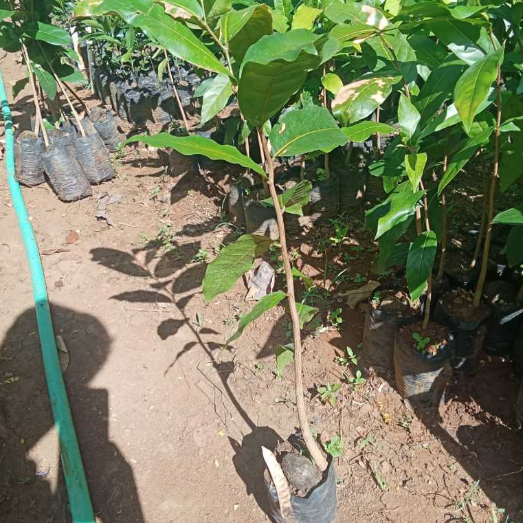 Jual Bibit Tanaman Gayam Inocarpus fagiferus - Tanaman Peneduh & Bahan ...