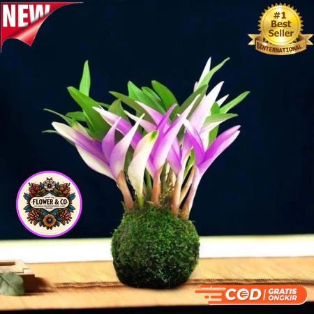 Bunga Anggrek Dendrobium