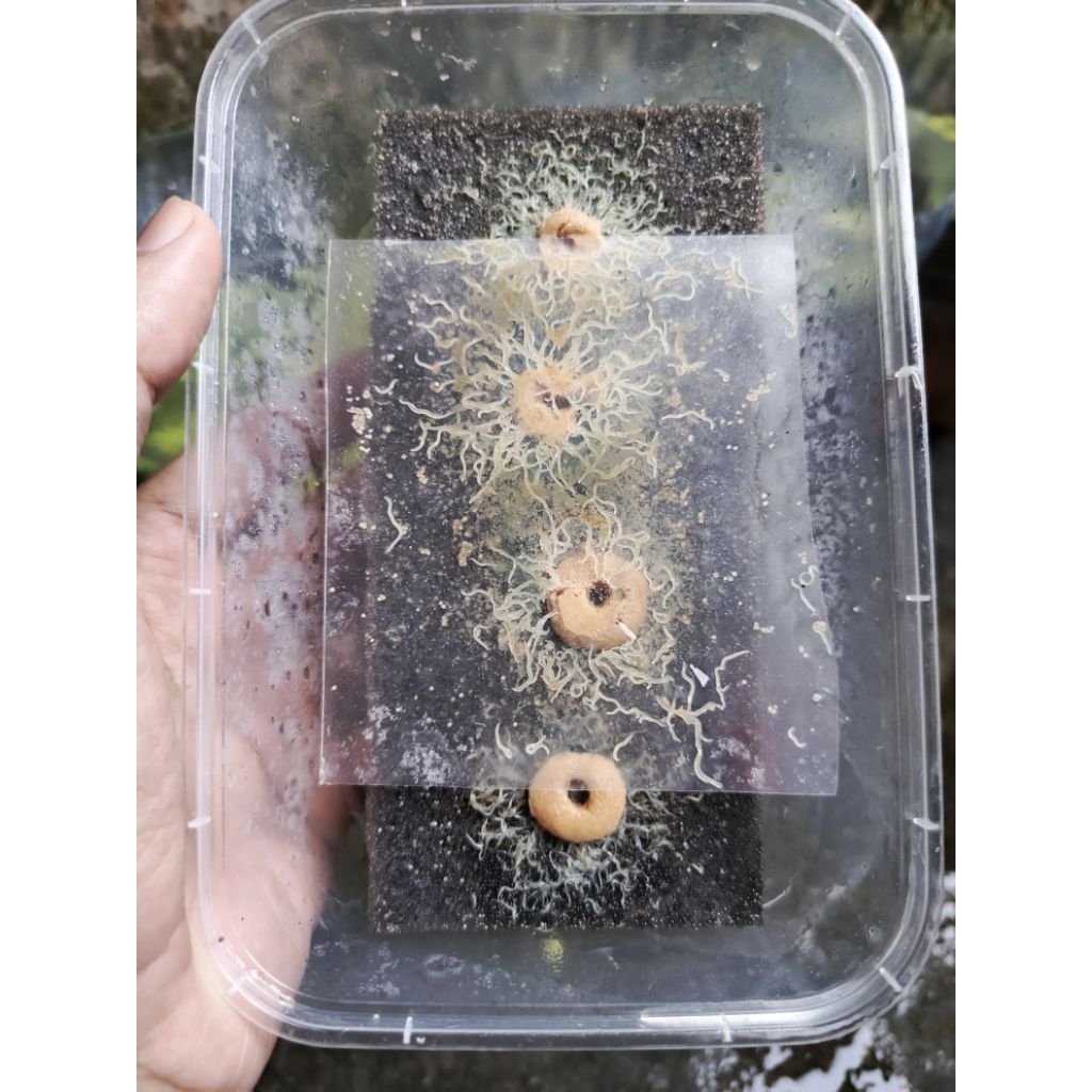 Jual grindal worm/cacing grindal media busa pakan hidup ikan hias ...