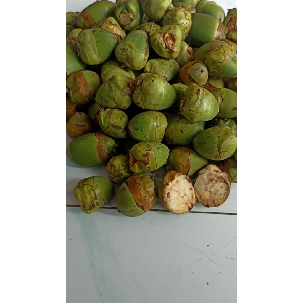 Jual 1kg Isi 30-40 Biji Bluluk Mini Pentil Kelapa Muda Kecil Tembuluk ...
