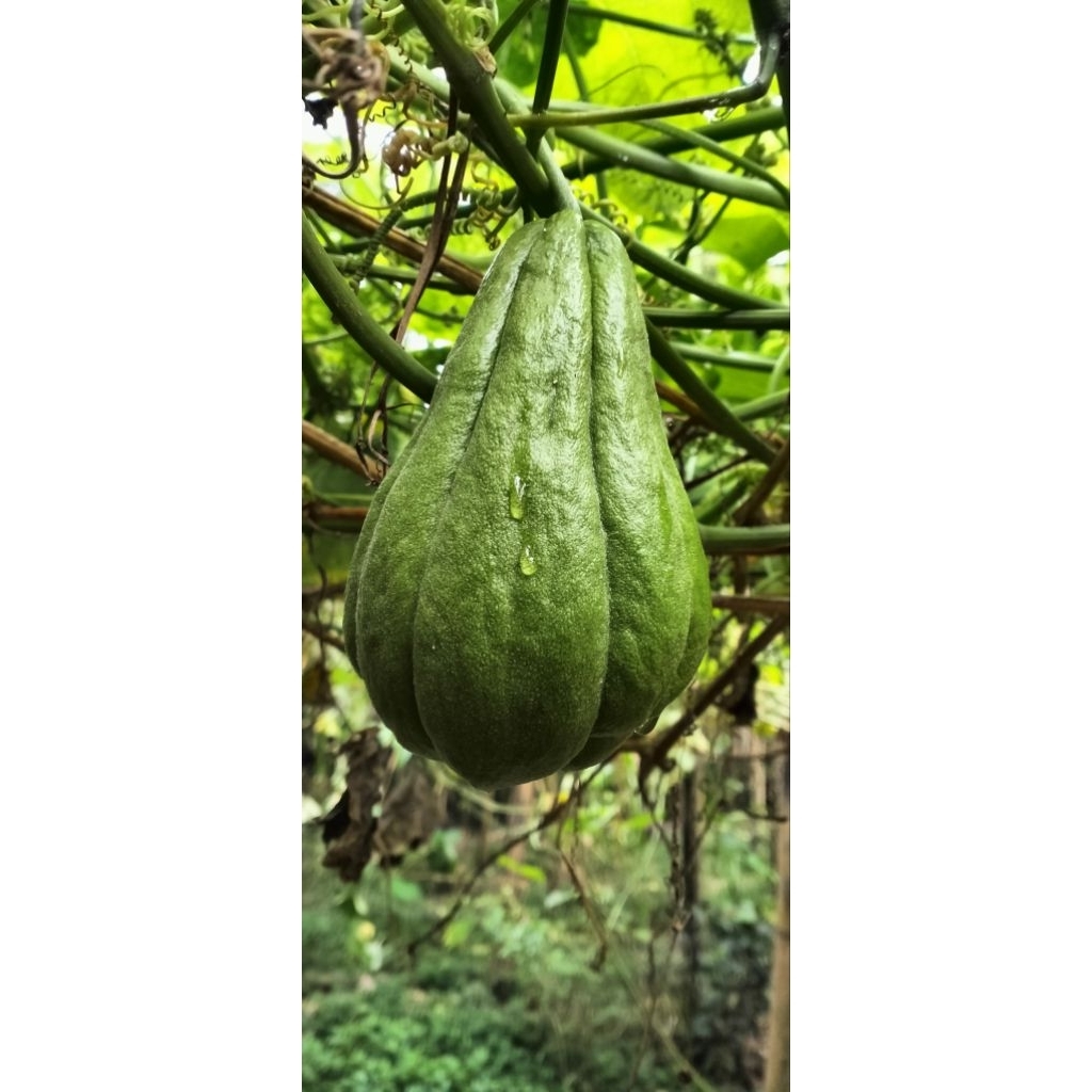 Jual Labu Siam segar 1kg (langsung petik di kebun sendiri) | Shopee ...