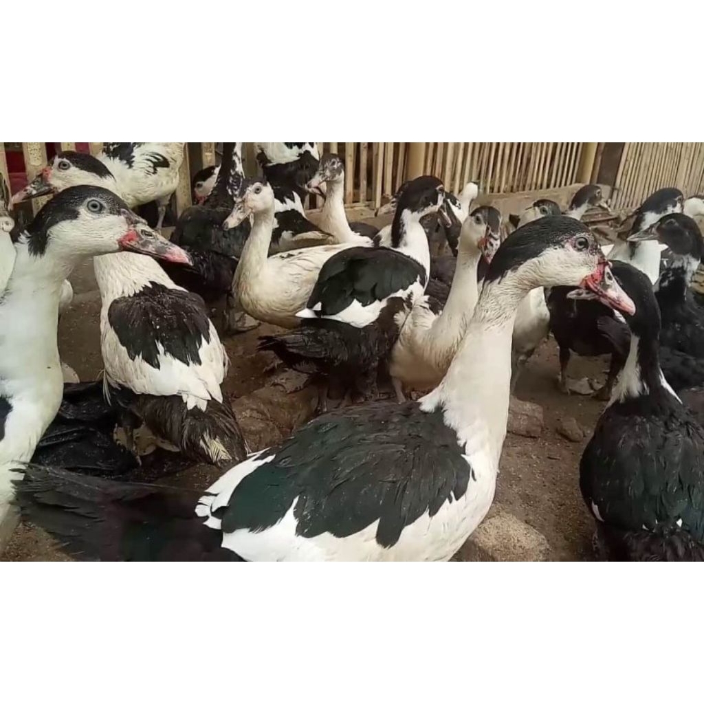 Jual Daging Bebek Entok (Daging Segar) | Shopee Indonesia