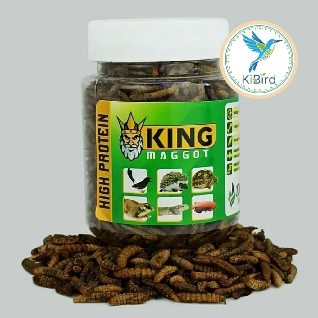 Jual KING MAGGOT MAGGOT KERING PAKAN BURUNG PROTEIN TINGGI | Shopee ...
