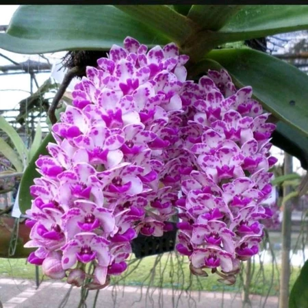 Anggrek Vanda Surabaya