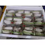 King Mini Oyster (Pack)