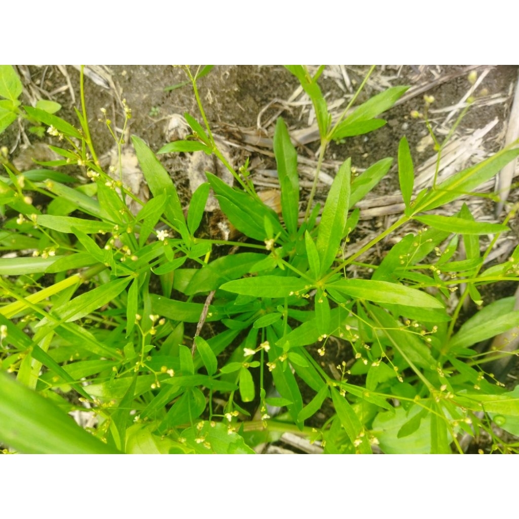 Jual Daun rumput mutiara segar 200g | Shopee Indonesia