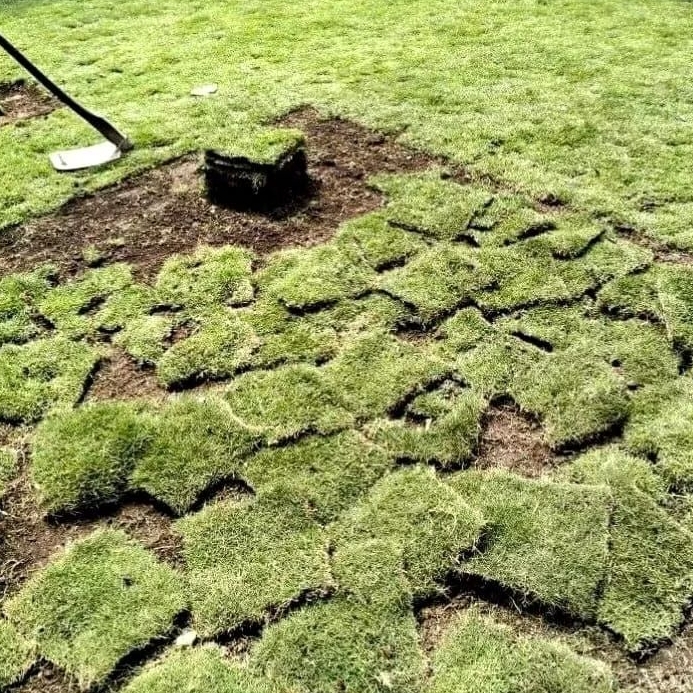 Jual 20 Lembar Rumput Jepang Hidup Fresh Ukuran 15x15 cm Siap Tanam ...