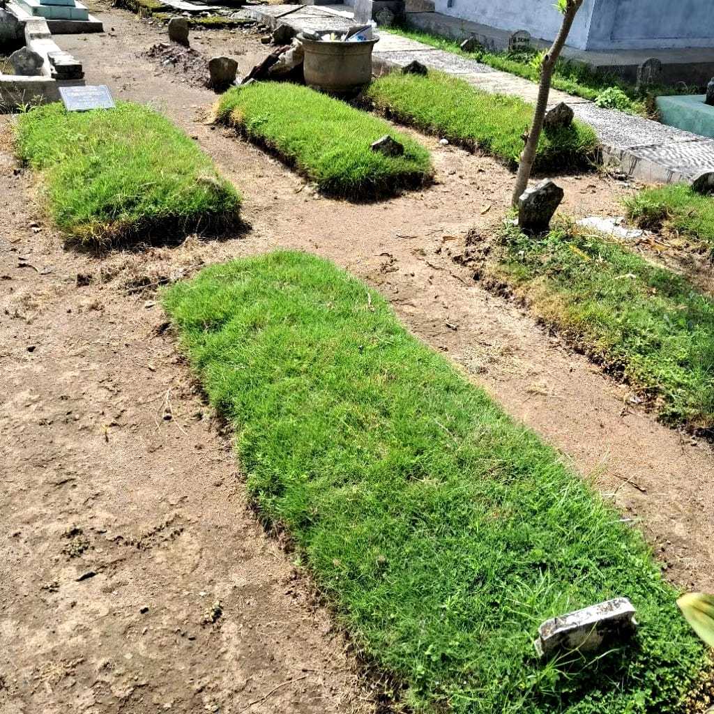Jual Paket 20 Lembar Rumput Jepang Hidup Fresh Ukuran 15 x 15 cm Siap ...