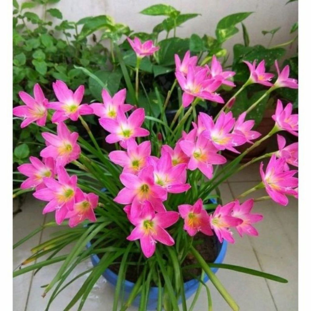 Jual Bunga Lily Pink Terlengkap & Harga Terbaru Juli 2026 | Shopee ...