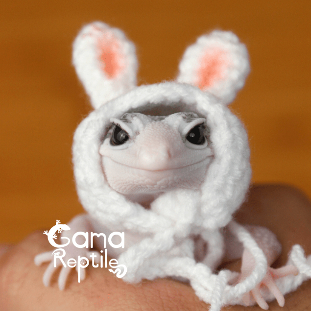 Jual Topi Rajutan Khusus Leopard Gecko | GamaReptile Product | Shopee ...