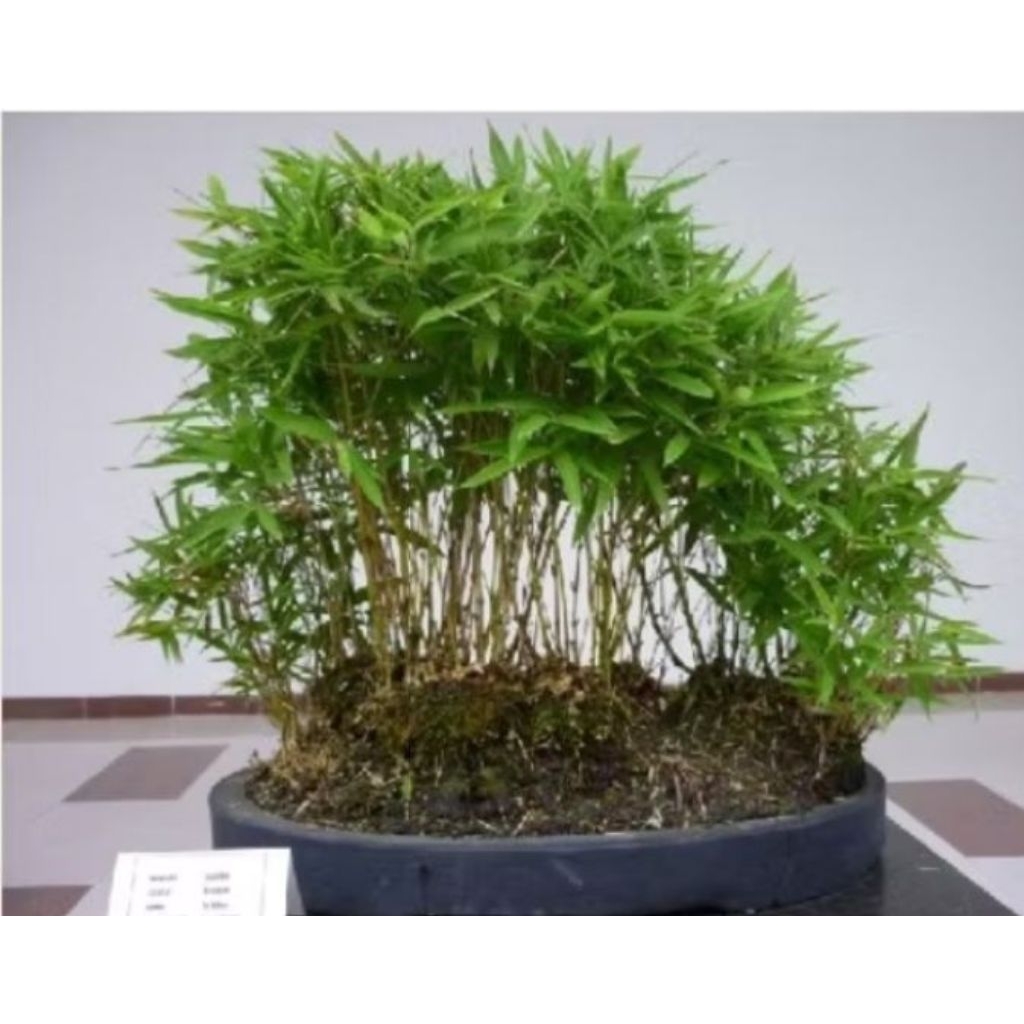Jual 30 batang tanaman hias Bambu micro mini Thailand (Sasa pygmaea ...