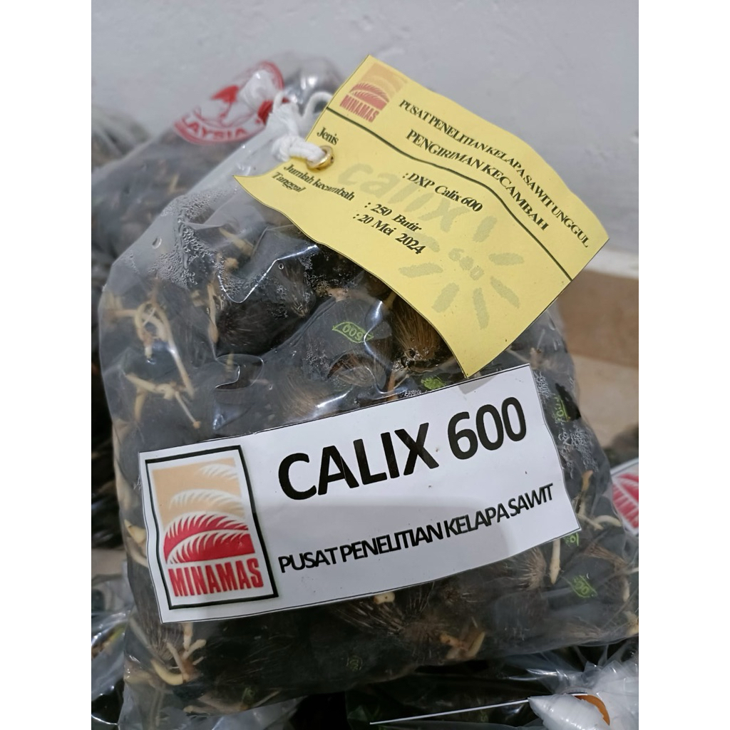 Jual Alat untuk berkebun tanaman kelapa calix 600 | Shopee Indonesia