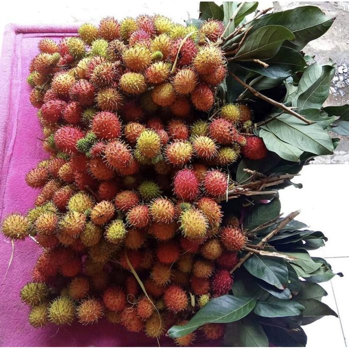 Jual Buah Rambutan Nyoplok Ngelotok Parakan 1 Ikat Manis Matang ...