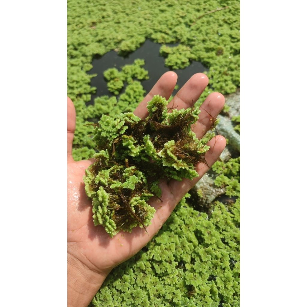 Jual Bibit Azola Microphylla 2 LITER / azola pakan ternak / tanaman air ...