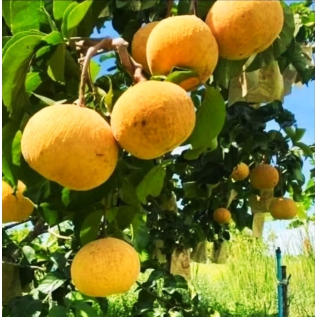 Jual BUAH KECAPI MANIS DAN SEGAR KECAPI DAUN | Shopee Indonesia