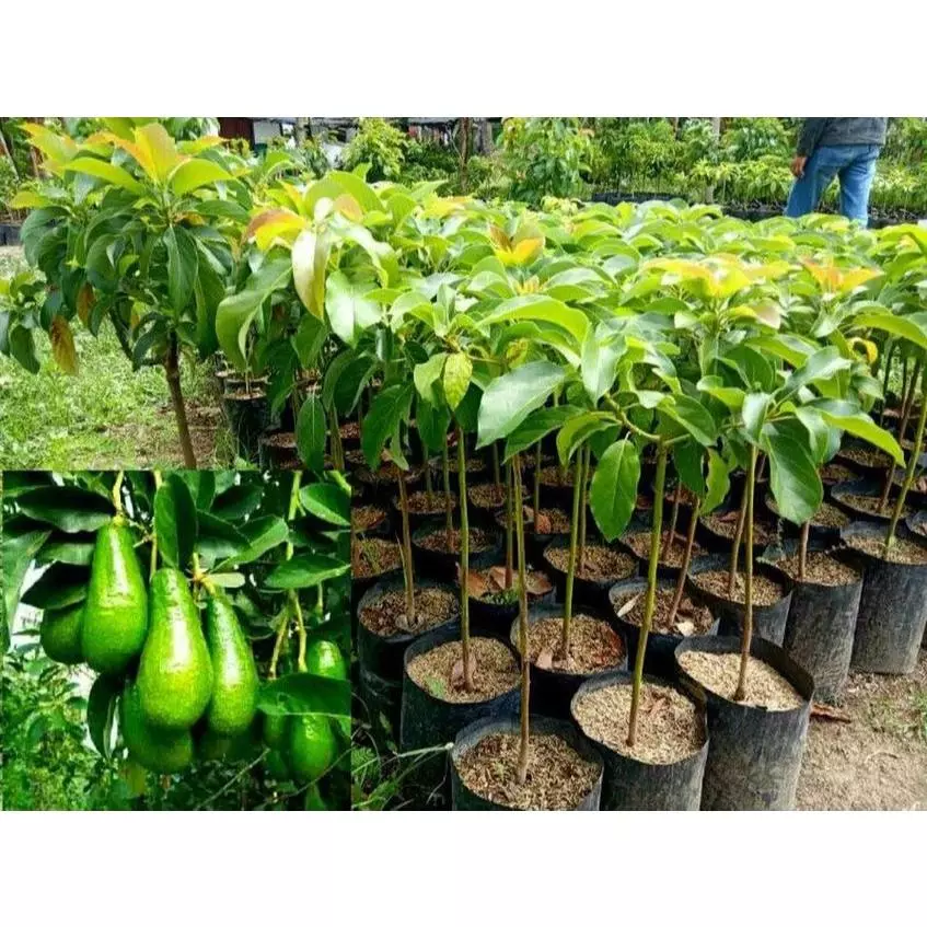 Jual Bibit Alpukat Blitar