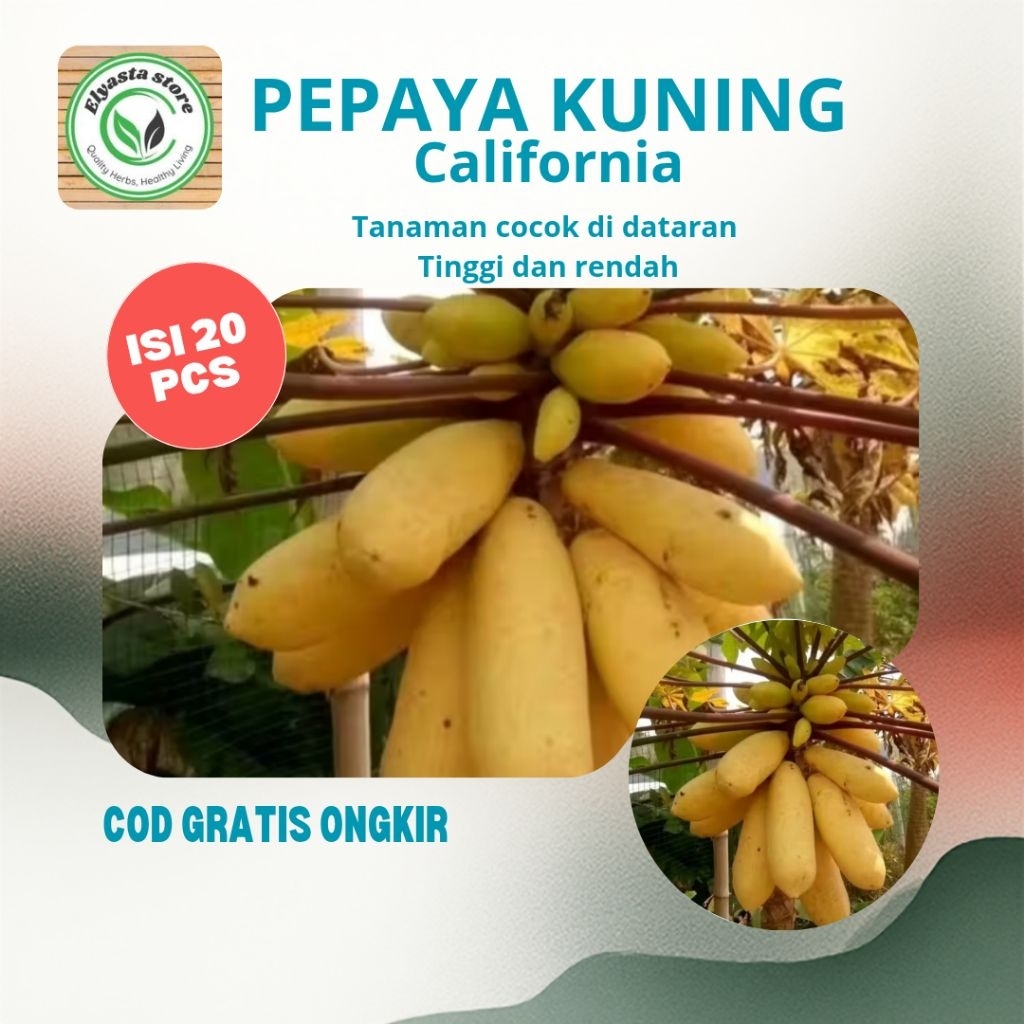 Bibit Benih Pepaya Kuning  California Bisa Bonsay Super Manis - 20 Biji Rasa Manis Segar Tahan Hama