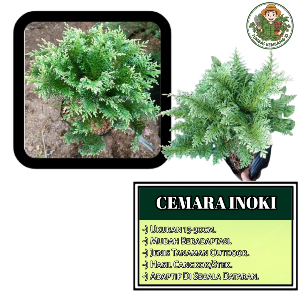 Jual Tanaman Hias Cemara Inoki Putih - Siap tanam Berakar Hidup - Super ...