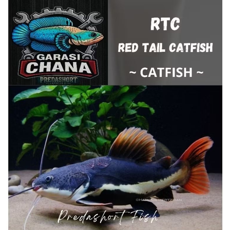 Jual Ikan Hias RTC 