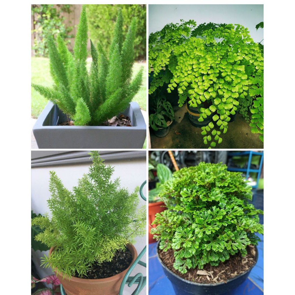 PAKET VARIASI Tanaman Hias Hijau | Ekor Tupai - Krisdoren - Suplir - Lumut Ambon | Tanaman Hias Indoor & Outdoor - Tanaman Hias Penghijauan