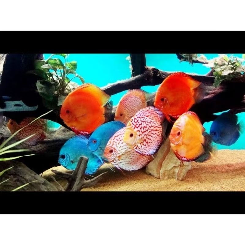 Jual Discus Terlengkap & Harga Terbaru Juli 2026 | Shopee Indonesia
