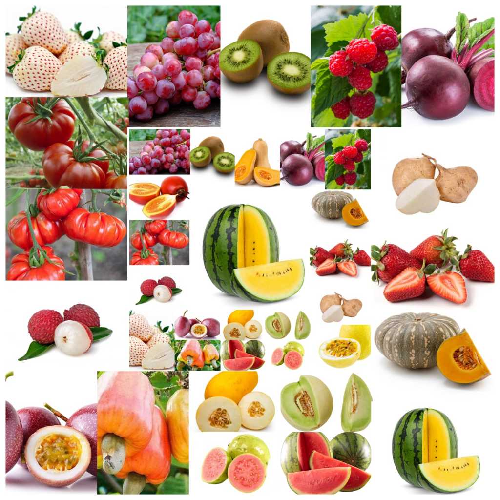 PAKET 10 MACAM BENIH BUAH BUAHAN MANIS BIJI MIX BUAH MACAM MACAM SEMANGKA MELON TOMAT DLL