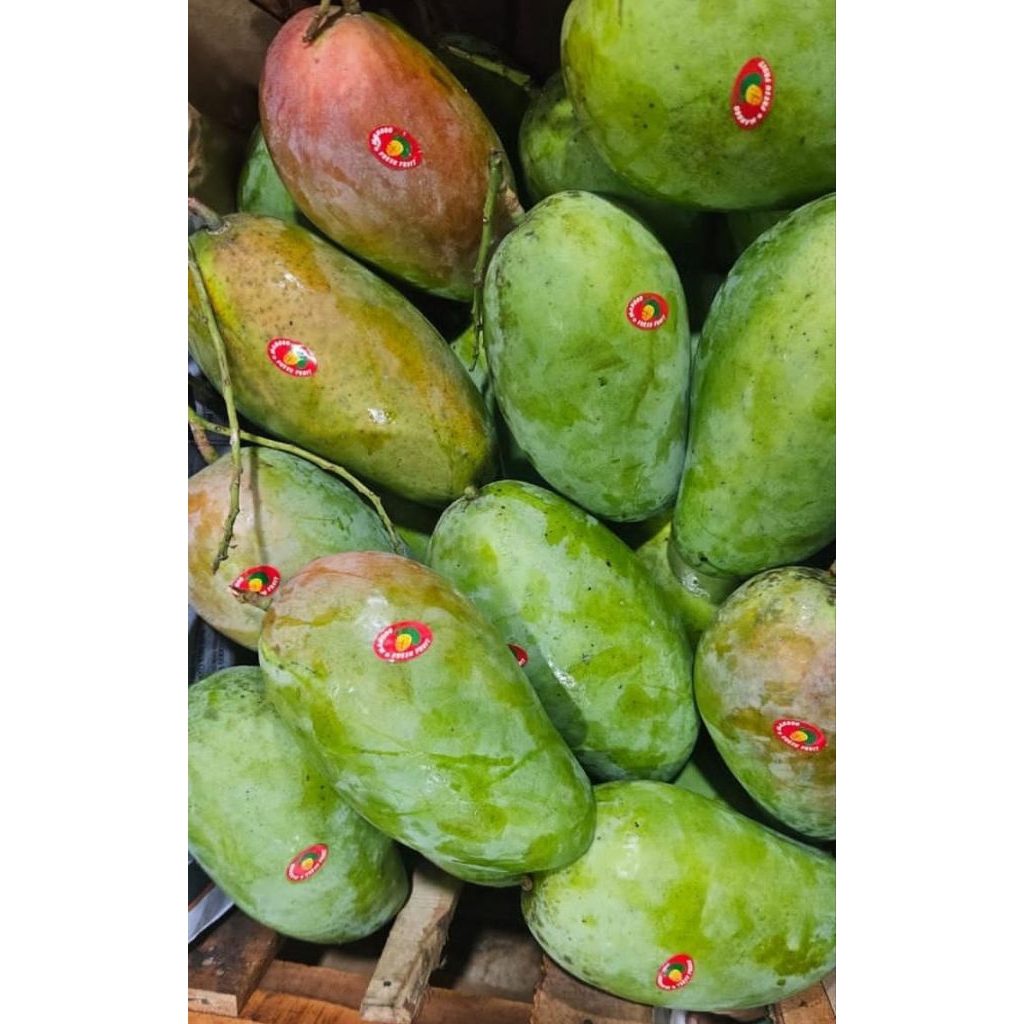 Jual Mangga Kiojay Terlengkap & Harga Terbaru Agustus 2026 | Shopee ...