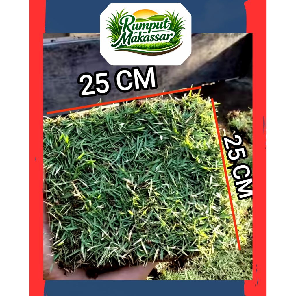Jual Rumput Gajah Mini & Rumput Jepang 8 kotak (setengah meter- Segar ...