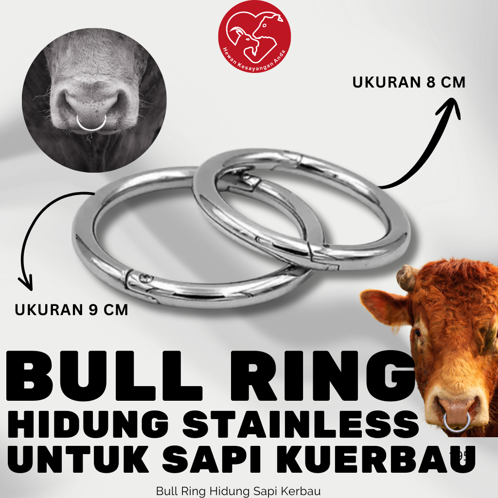 Jual Bull Ring Cincin Anting Hidung Sapi Kerbau Lembu Diameter 8 cm dan ...