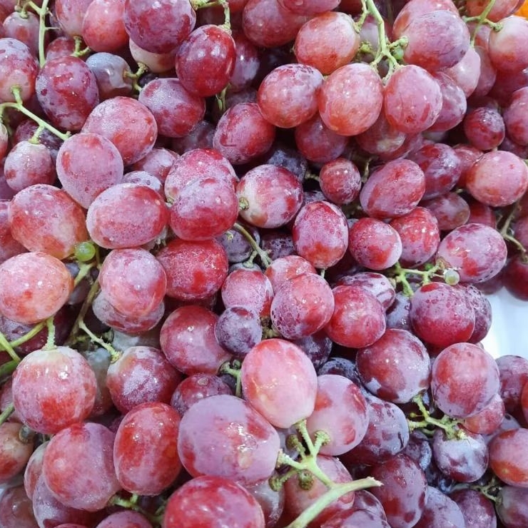Jual Anggur Merah Red Glob 800g | Shopee Indonesia