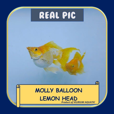 Jual IKAN HIAS AIR TAWAR - MOLLY LEMON HEAD SEPASANG PRODUKTIF (IKAN ...