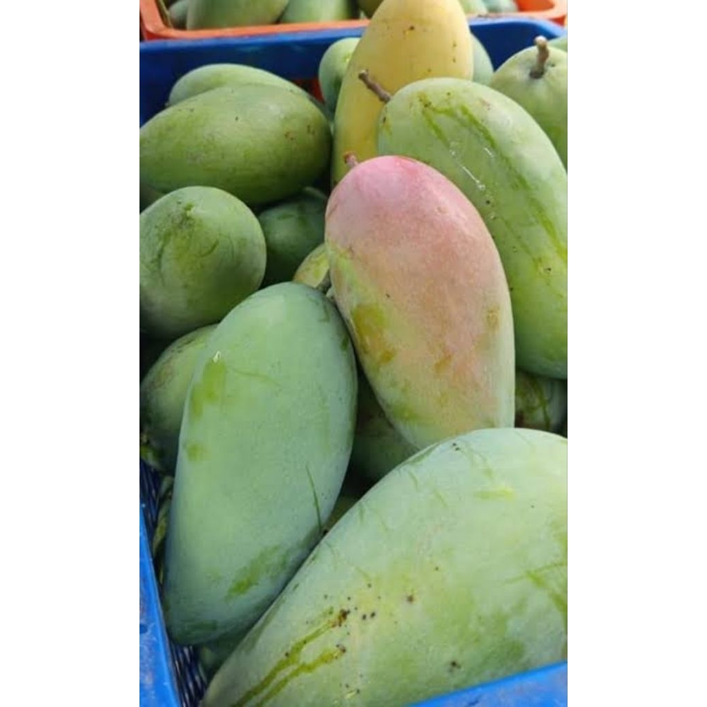Jual mangga Thailand /mangga kiojay/mangga jumbo 1kg | Shopee Indonesia