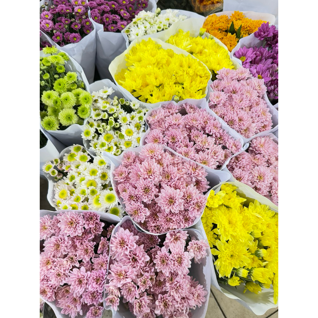Jual Bunga Aster Pink Terlengkap & Harga Terbaru Juli 2026 | Shopee ...