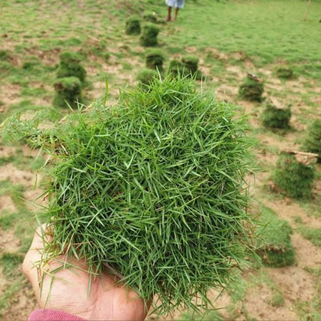 Jual Rumput Jepang Ukuran 1 Meter x 1 Meter | Shopee Indonesia