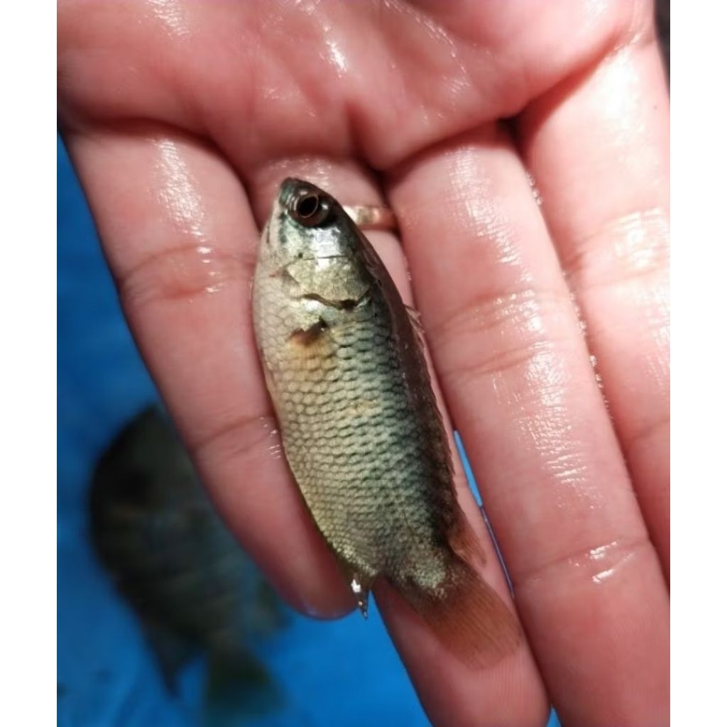 Jual vitamin super original ikan hiyas bibit unggul nila/patin/papuyu ...